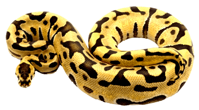 Ball Python